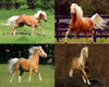 Palomino Horses Picture