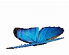 MARIPOSAS PARA SALAS
