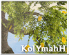 KYH |The RockII tree1