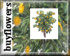 lemon tree