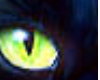 J&N Cat-Eye Colour