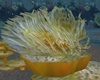 Flowing yellow anemone