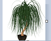 Palme Plants