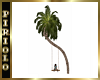 Tropical Palm Swing