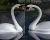 BaN-Swans in love