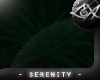 -LEXI- Serenity Fern 2