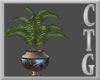 BEL AIR  POTTED FERN