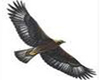 black eagle neckl (long)