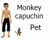 Monkey Capuchin Pet