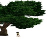 =ED=Tree