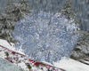 blue winter bush