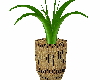 big potted plant