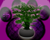 (dp) Monstera Plant