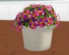 Flowers Pot Plant