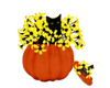 Cat In Pumpkin/Yellow Fl