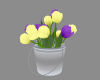Bucket of Tulips