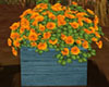 French Marigolds in Box