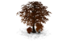 TreeSetX6 |autumn