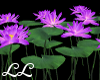 LL: Lotus 12 Flowers