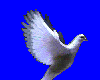 dove in flight