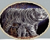 TR white tiger /cub