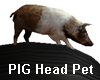 PIG-Head-Pet-Fem-Only