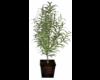 Willow Potted Plant