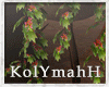 KYH | Moonligh plant
