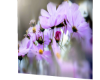 Purple Flowersx