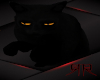 Salem Cat