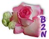B2N-White/Pink Rose