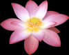 Lotus Flower Headring