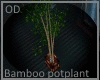 (OD) Bamboo potplant