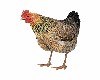 Animated Real Chicken