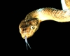Brown Tree Snake