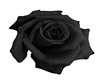 Black Rose - RUG