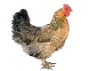 Farm Yard Chicken