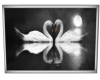 SE-Midnight Swan Art