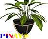 Indoor Plants - Black