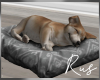 Rus Knox The Puppy