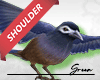 Shoulder Blue Bird