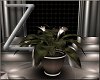 Z CDC Lily Plant