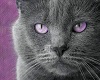 sins purple cat eyes