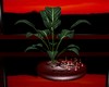 RY*plante 1 Crepuscule