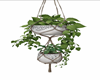 hanging plant ABG 1