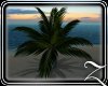 ~Z~ Beach Palm Tree