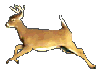 Animated running Deer