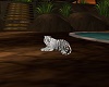 White Tiger Safari