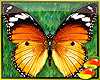 (RM)Butterflies Orange