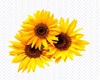 (ND) Sunflower